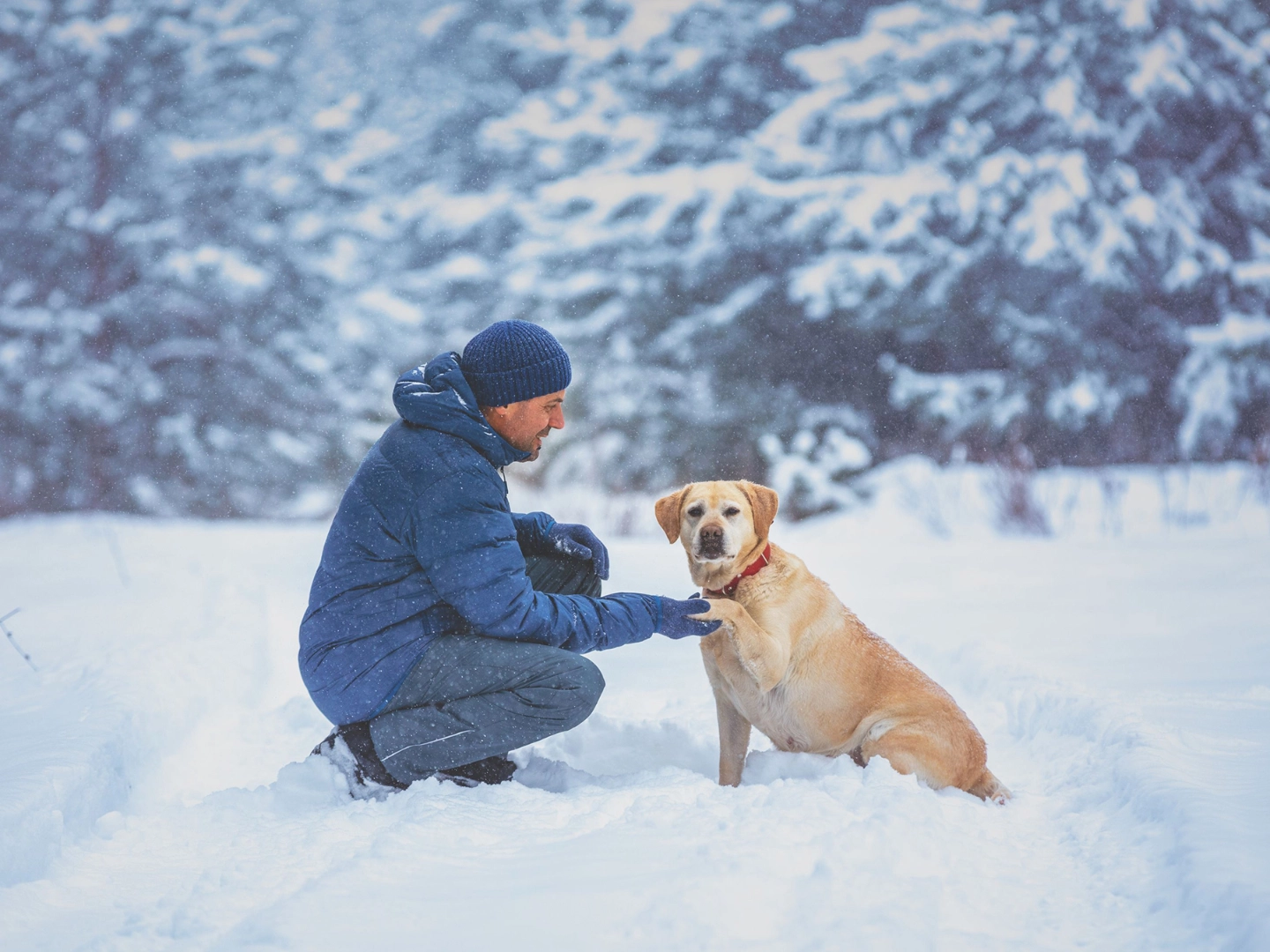 Hund mit Heerchen machen einen Spaziergang durch einen verschneiten Wald